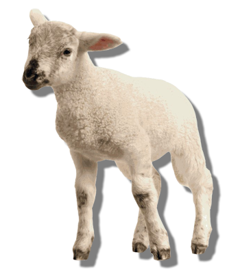 Lamm