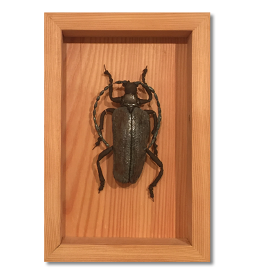 Insektenbild Käfer Insektenbild Käfer